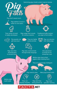 a pig info sheet with different types of pigs