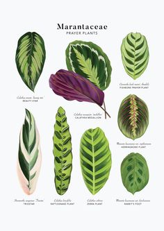 different types of leaves on a white background with the words, marantaaeeae