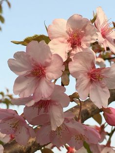 pink flowers are blooming on a tree branch