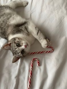 a gray and white cat laying on top of a bed next to a candy cane