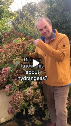 a man standing next to a bush with flowers on it and the caption did you know this about hydrangeas?