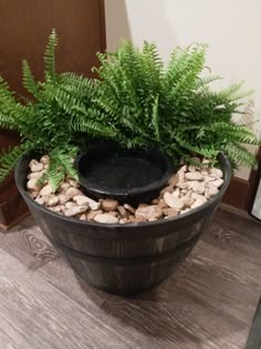 a potted plant sitting on top of a wooden table next to rocks and plants