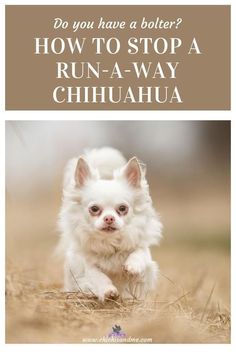 a small white dog running across a field with the caption how to stop a run - a - way chihuahua