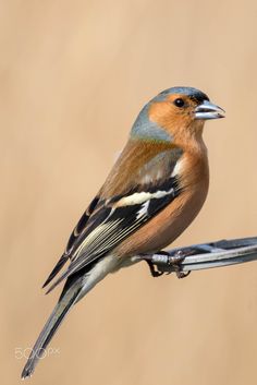 a small bird perched on top of a wire