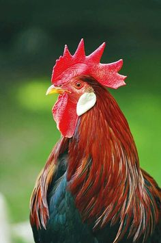 a rooster with red and black feathers standing on the grass in front of some trees