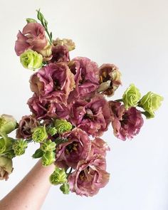 Lisianthus - roseanne brown grown in Texas Brown Lisianthus, Lisianthus Bouquet, Storybook Gardens, Lisianthus Flowers, August Flowers, Cup Flower, Tin Cup, Mauve Wedding, Blush Wedding Flowers