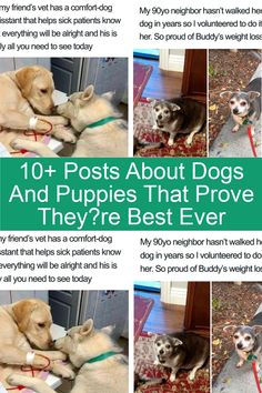 the top ten posts about dogs and puppies that prove they're best ever