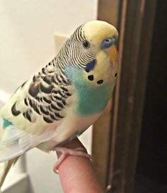 a bird sitting on top of a persons hand