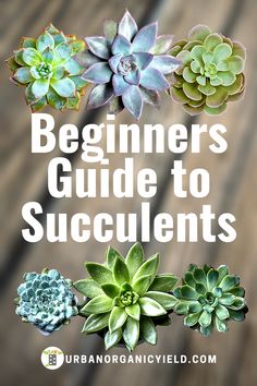 a bunch of succulents with the words beginners guide to succulents