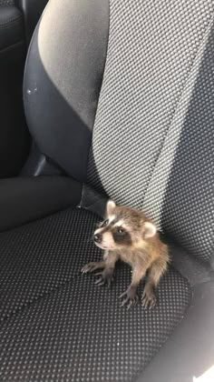 a small rodent sitting in the back seat of a car