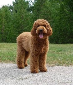 a brown dog standing on top of a gravel road