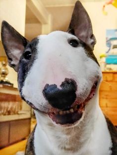 a black and white dog is smiling at the camera