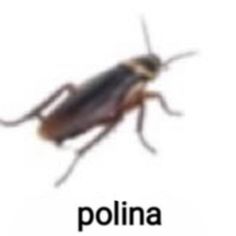 a close up of a cockroach on a white background with the word polina below it