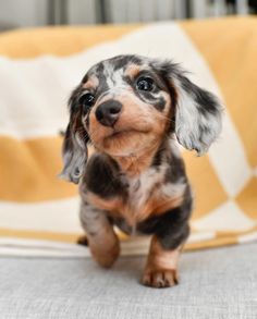 a small brown and black dog sitting on top of a bed