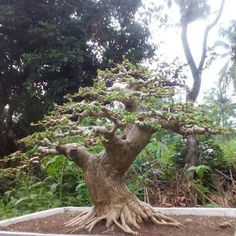 a bonsai tree in a potted planter with lots of dirt on the ground