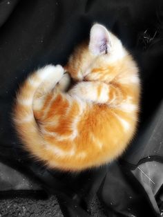 a small orange and white kitten curled up in a ball on top of a black cloth