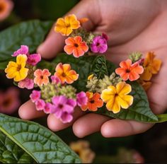 a person holding flowers in their hands on top of some green leafy plants with pink, orange and yellow flowers