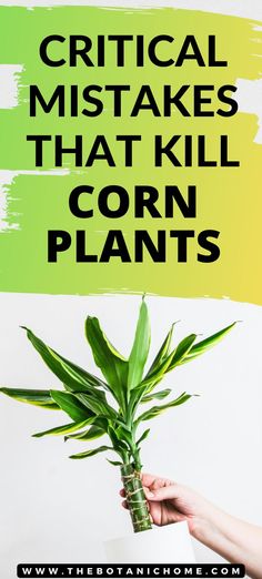 Beautiful corn tree plant thriving indoors, showcasing expert tips on Dracaena Fragrans plant care for houseplant lovers. Corn Plant Indoor, Corn Plant Care, Dracaena Fragrans, Dracaena Plant, Corn Plant