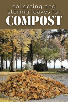 a pile of leaves sitting in the middle of a park with text overlay reading collecting and storing leaves for compost