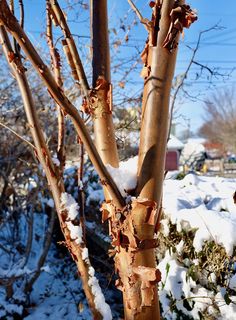 a tree with snow on it in the middle of winter