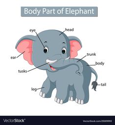 an elephant labeled in the body part of it's head and neck with labels