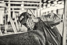 black and white photograph of a man shaving his horse's hair with an electric razor