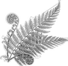 a drawing of a fern leaf