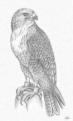 a drawing of a hawk sitting on top of a piece of wood with its wings spread