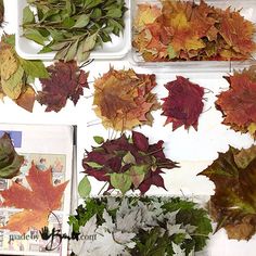 many different types of leaves are arranged on the wall