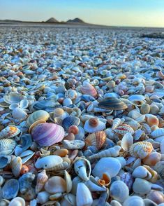 many different shells are on the beach