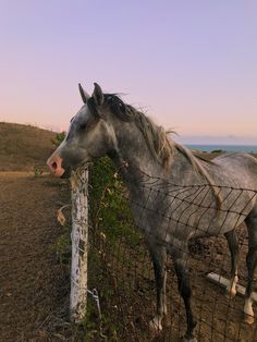 a gray horse standing next to a wire fence