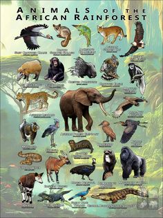 an animal's life in the african rainforests is shown with different types of animals