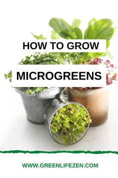 three potted plants with the words how to grow microgreens