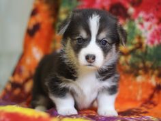 a small puppy sitting on top of a colorful blanket