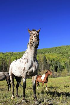 two horses standing in a field with trees in the back ground and one horse looking at the camera