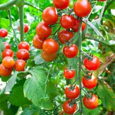 tomatoes growing on the vine in an outdoor garden