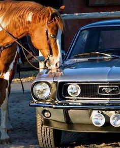 a brown horse standing next to a silver mustang