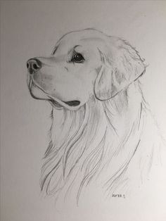 a drawing of a golden retriever dog