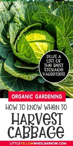 an image of a broccoli plant with the title organic gardening how to know when to harvest cabbage