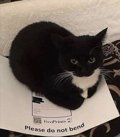 a black and white cat sitting on top of a piece of paper