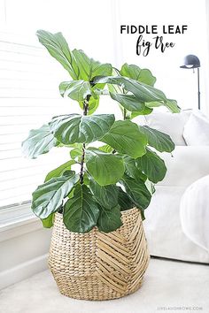 a fiddle plant in a wicker basket with the words fiddle leaf fig tree