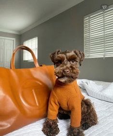 a small brown dog sitting on top of a bed next to a bag and purse