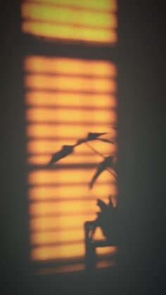 the shadow of a plant in front of a window with blinds on it's side