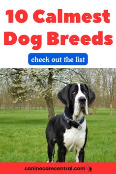 Looking for calm dog breeds that fit your quiet living style? This guide introduces low-energy dogs, including the most cuddly and relaxed dog breeds perfect for any home. Whether you love medium-large dog breeds or want a couch potato companion, find your match now. Save this pin to revisit these valuable insights and pick your perfect pup!

#CalmDogBreeds #RelaxedDog #LowEnergyDogs #QuietDogBreeds #MostCuddlyDogBreeds Different Dog Breeds, Best Match, Golden Retrievers, Small Dog, Dog Breed, Dog Breeds