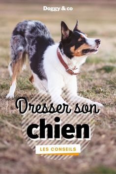 a small dog running across a field with the words dresser son chien on it