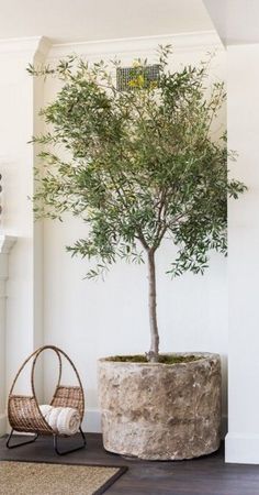 an olive tree in a stone planter next to a wicker chair