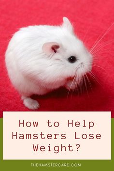 hamster health, hamster weight, hamster pet, hamster care, hamster care guide, hamster guide, hamster, hamster tips, pets, rodents, best pets, hamster proper care, syrian hamster, dwarf hamster, hamster care tips, how to take care of a hamster Pet Health Record, A Vet, A Balanced Diet, Horse Health, Fresh Fruits, Gain Weight, Cat Health