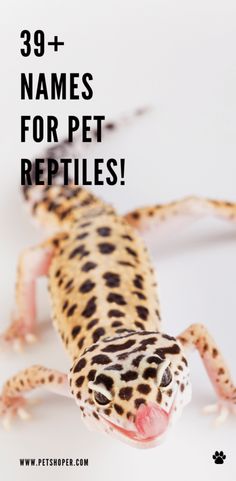 a leopard gecko with the words 39 + names for pet reptiles