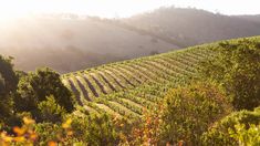 the sun shines on a vineyard with trees in the foreground and hills in the background