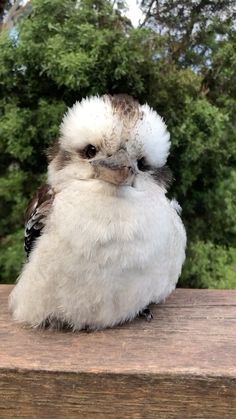 a small white bird sitting on top of a wooden table next to some green trees